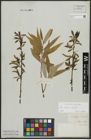 Foto von Salix alba L. x Salix fragilis L.